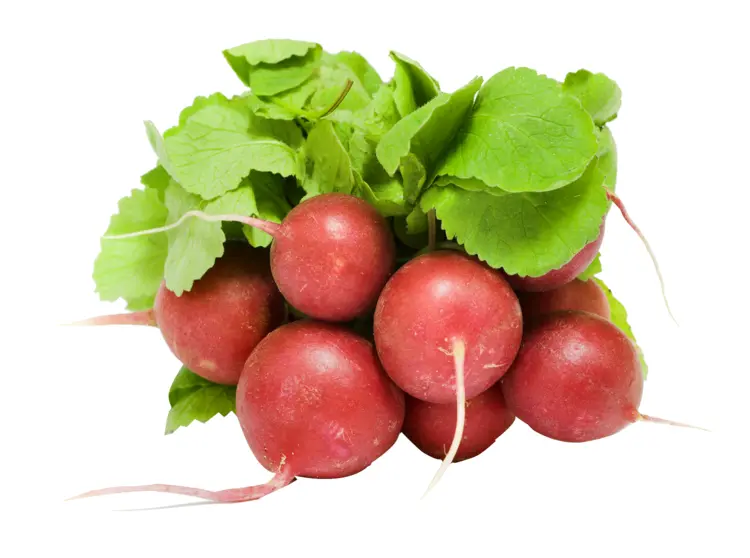 Fresh Red Radishes