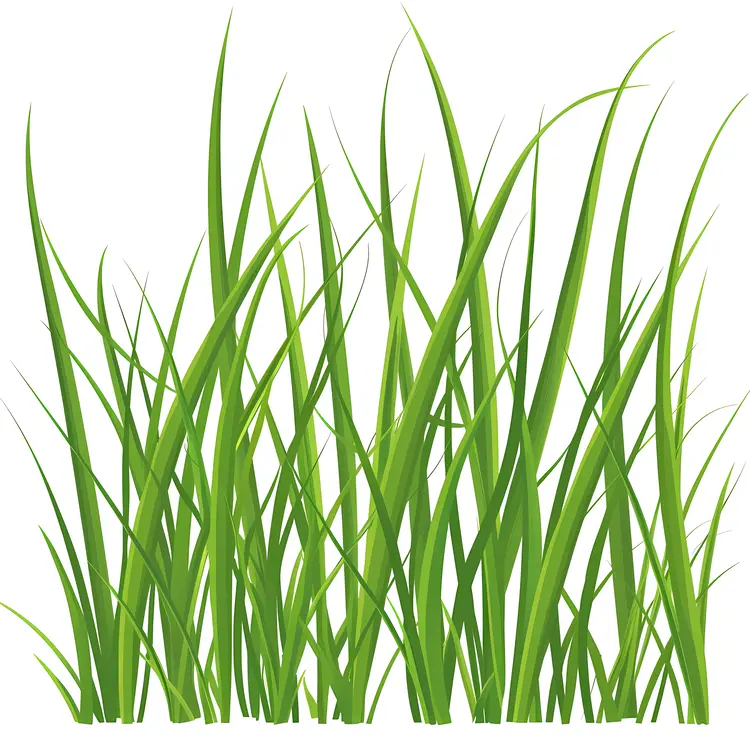 Green Grass Plant Illustration