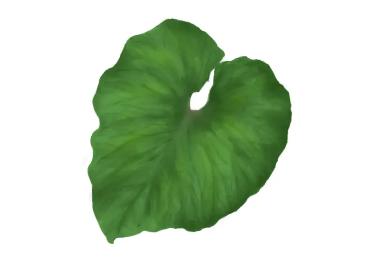 Green Leaf Illustration