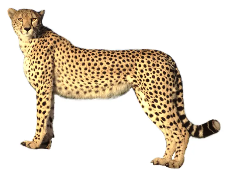 Majestic Cheetah in Natural Pose