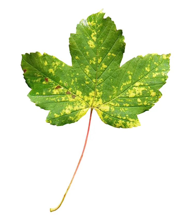 Green Leaf with Yellow Spots