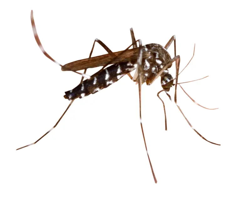 Single Mosquito on Transparent Background