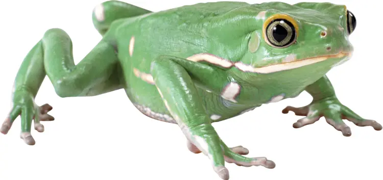 Green Frog with White Stripes