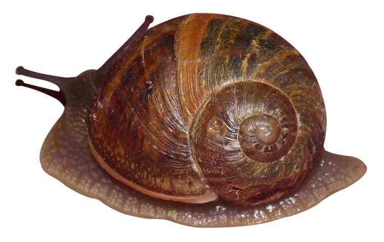 Brown Snail with Shell