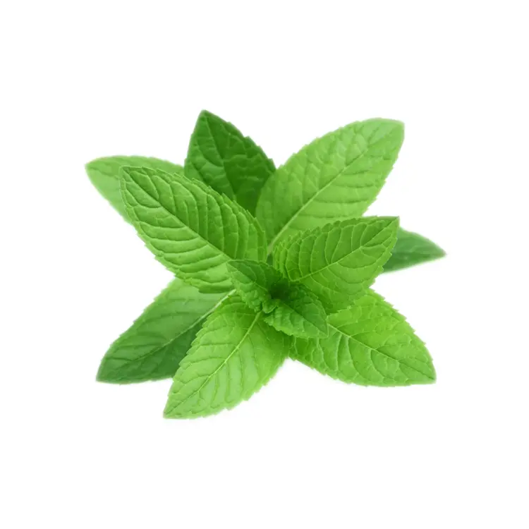 Fresh Green Mint Leaves