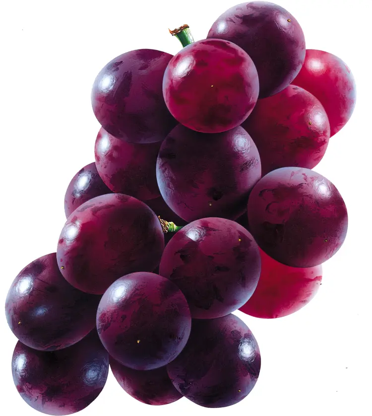 Bunch of Fresh Purple Grapes