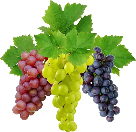 Assorted Grapes on Vine Leaves