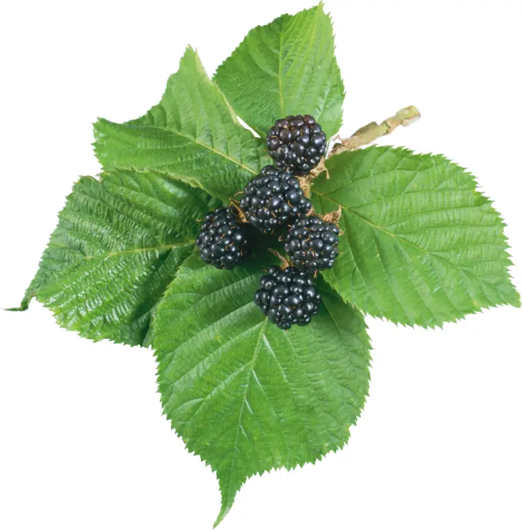 Blackberries on Green Leaves