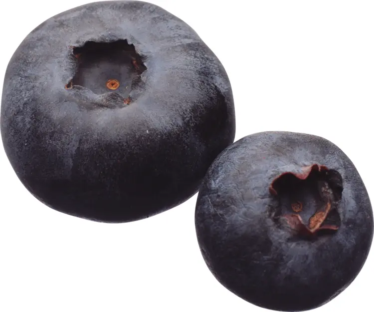 Close-up of Two Blueberries