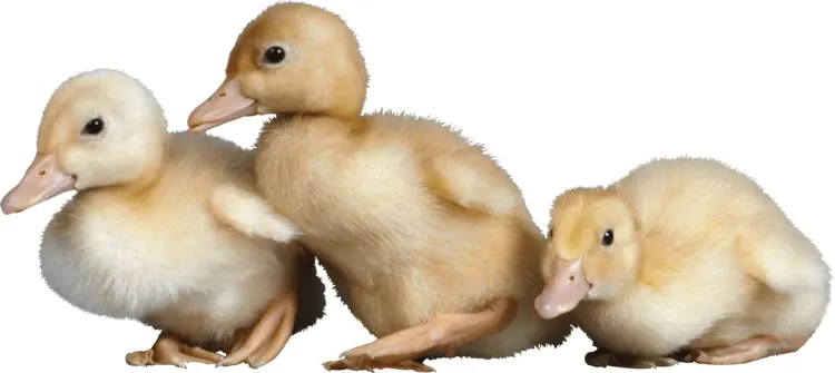 Adorable Ducklings Trio