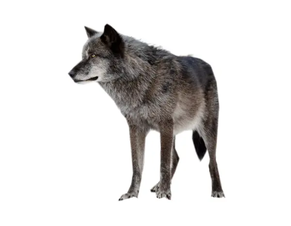 Gray Wolf in the Wild
