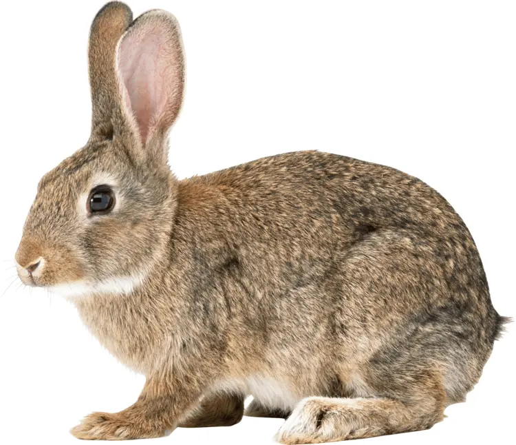 Brown Rabbit