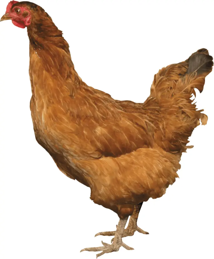 Brown Chicken