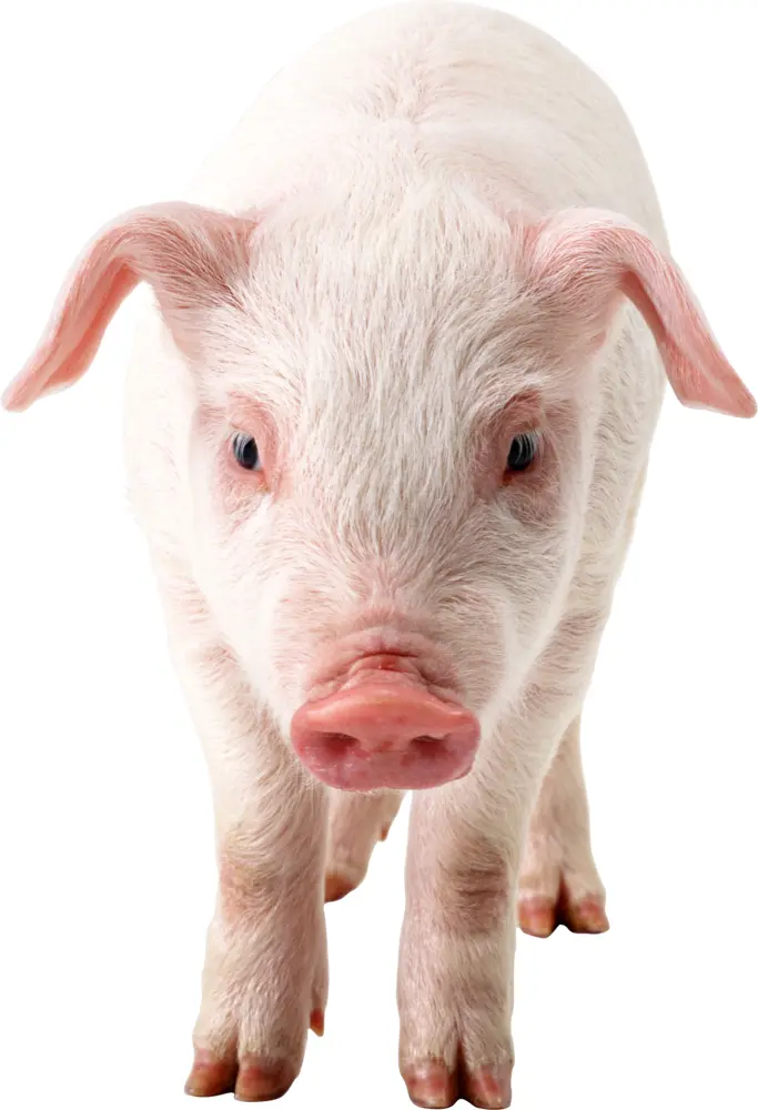 Cute White Piglet