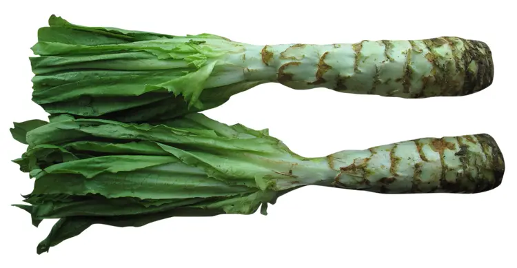 Fresh Green Celtuce