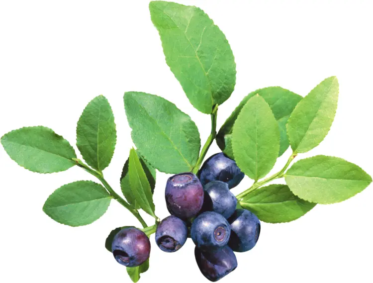 Fresh Blueberries on Branch
