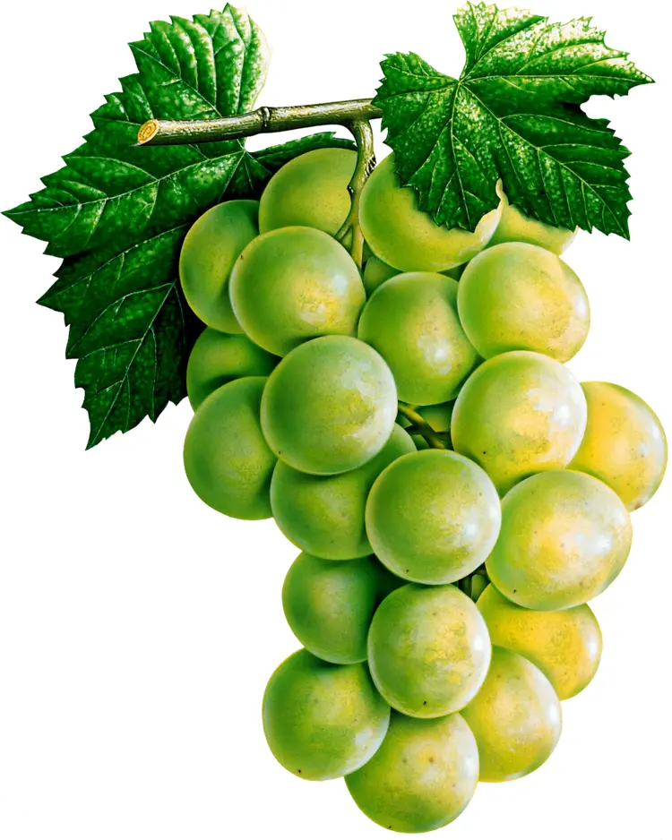Fresh Green Grapes Bunch Illustration