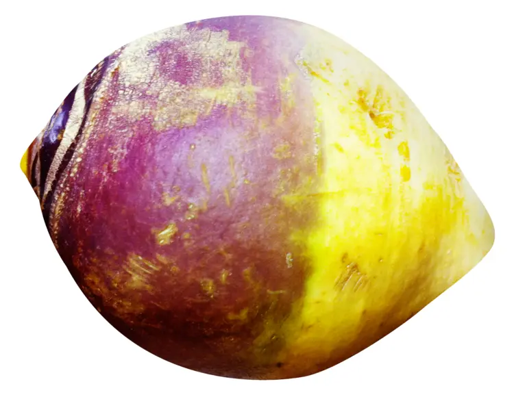 Yellow and Purple Rutabaga Root Vegetable