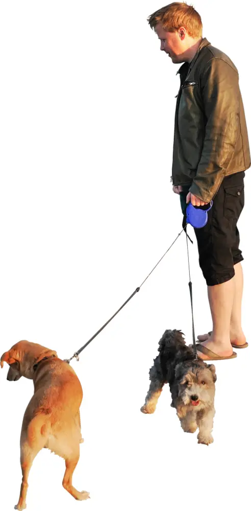 Man Walking Dogs