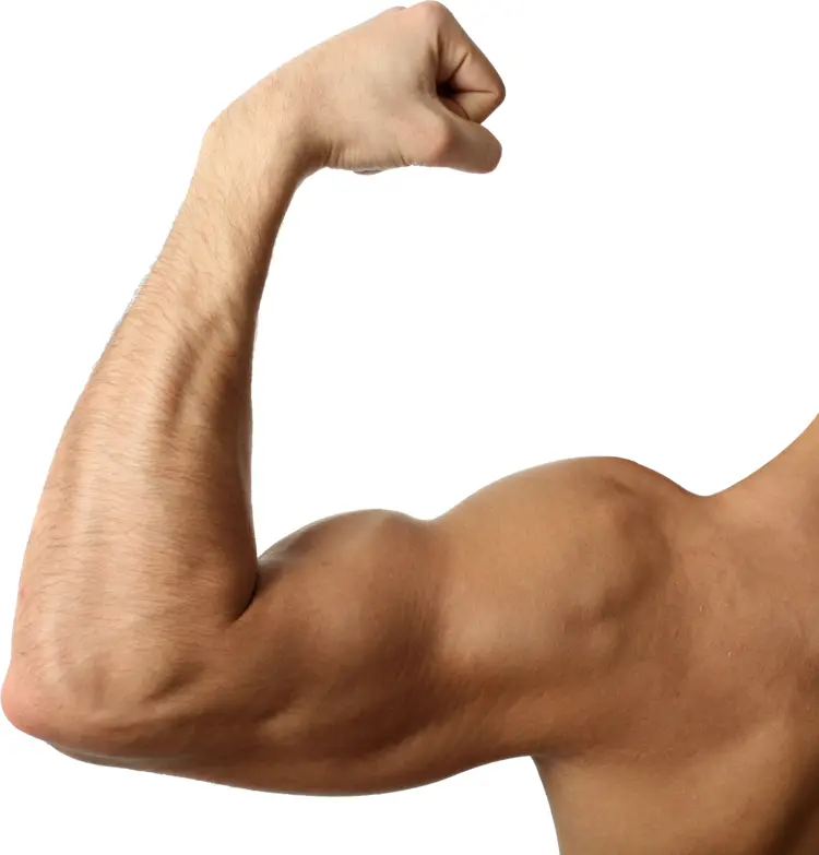 Flexed Arm Showing Muscle Strength