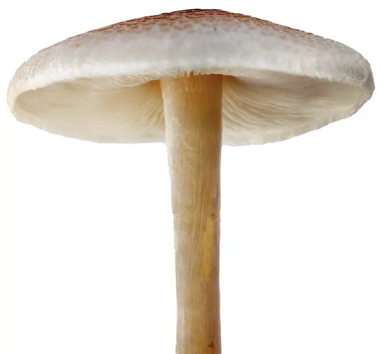 White Cap Mushroom