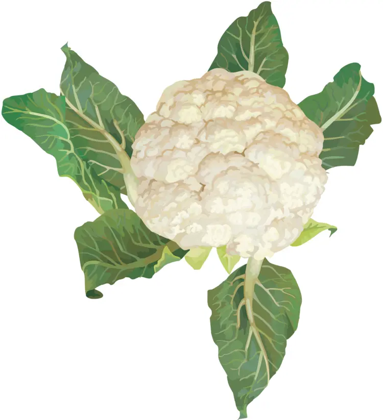Fresh White Cauliflower