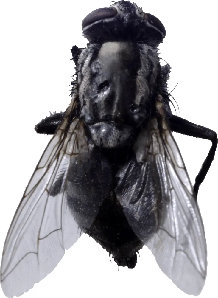 Close-up of a Fly