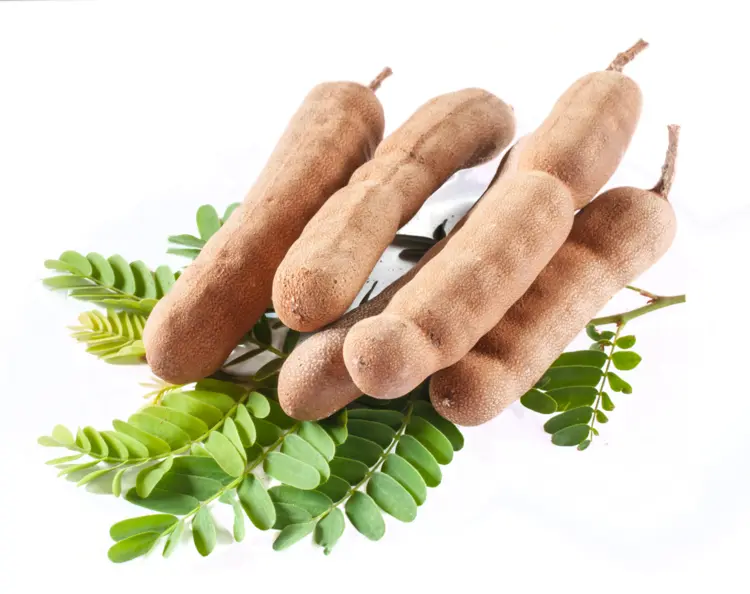 Fresh Tamarind Pods with Leaves