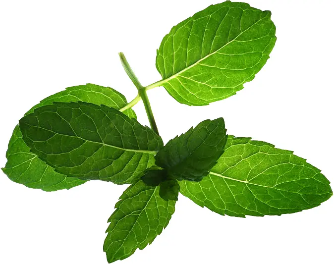 Fresh Green Mint Leaves