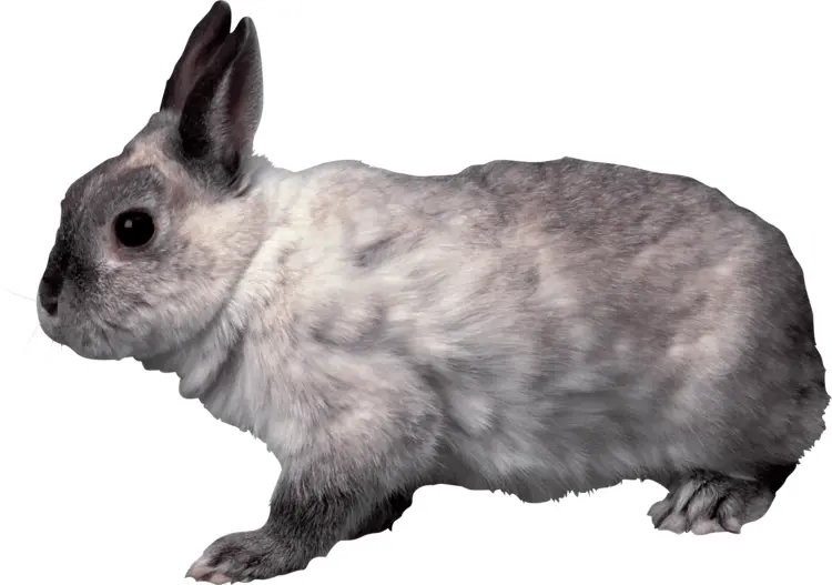 Gray Rabbit Standing