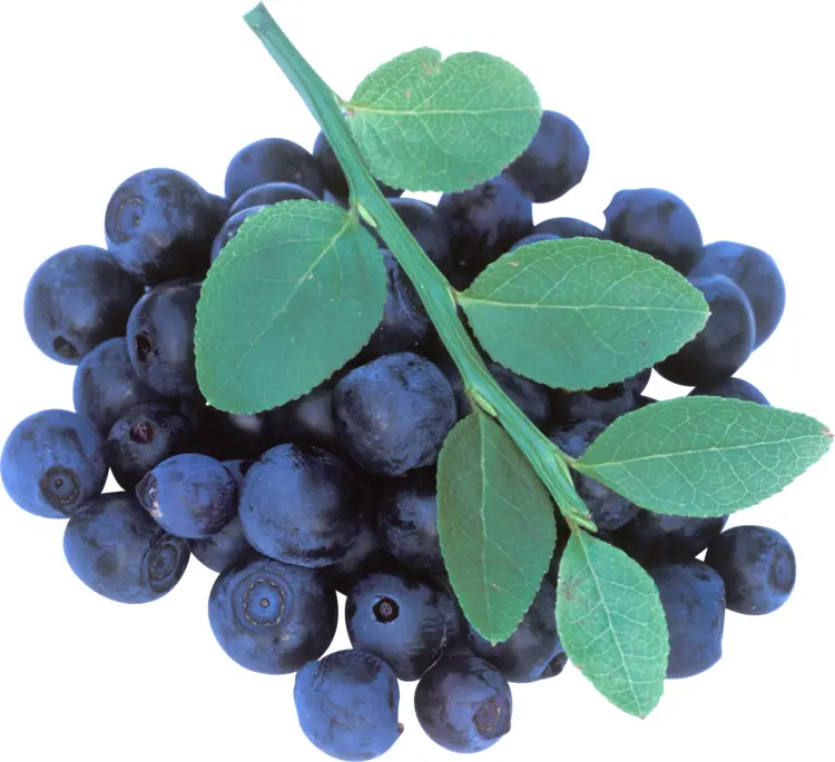 Blueberries with Green Leaves