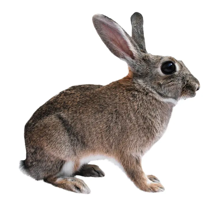 Cute Brown Rabbit