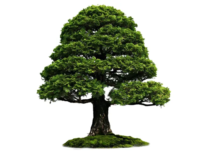 Dense Green Tree