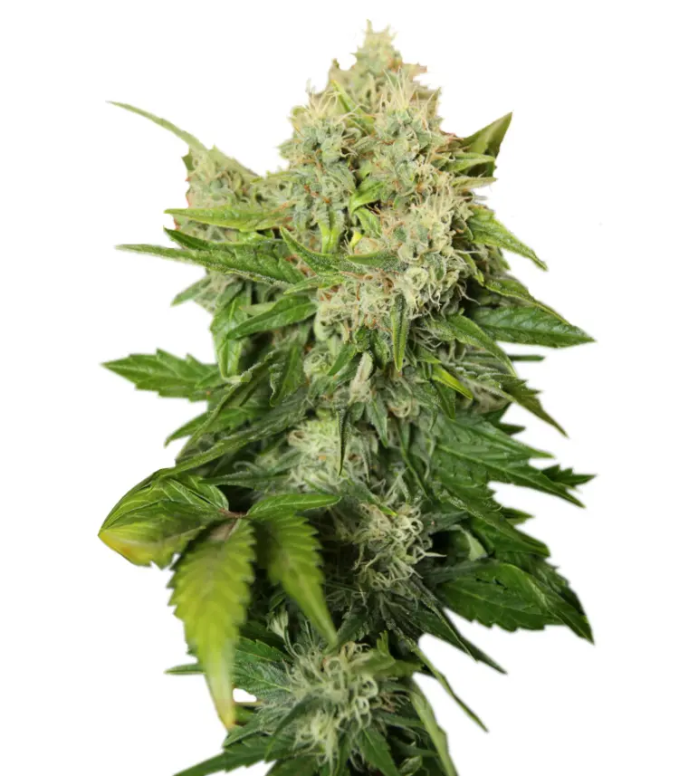 Green Cannabis Bud