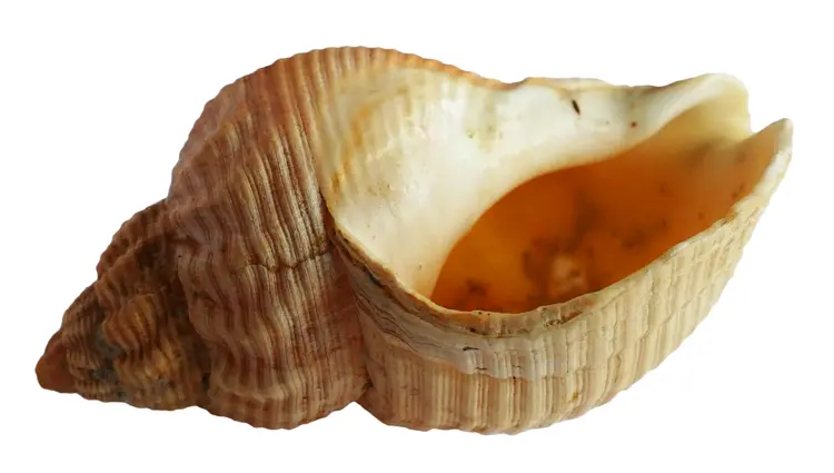 Beautiful Seashell from the Ocean