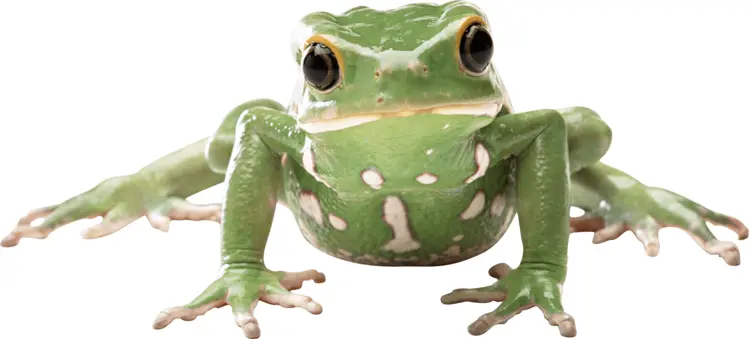 Green Frog Close-Up