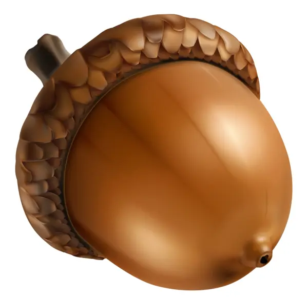 Brown Acorn with Smooth Cap