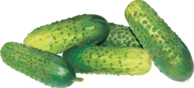 Green Pickles Illustration