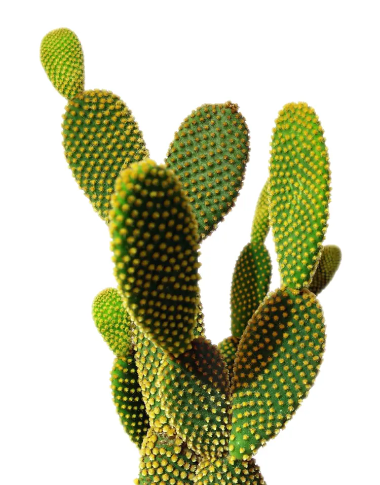 Green Cactus with Spiky Pads