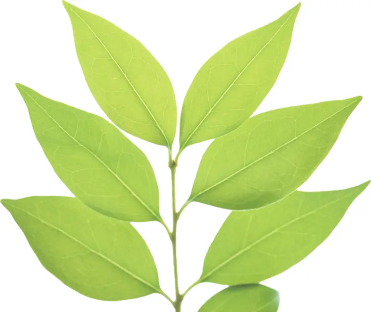 Green Leaves on Transparent Background