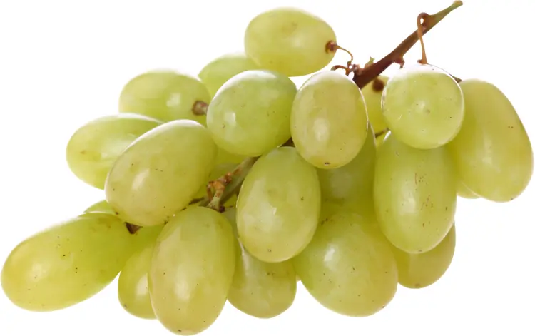 Fresh Green Grapes Bunch