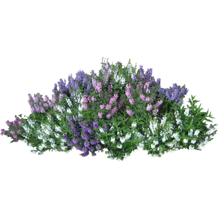 Colorful Flowering Bush