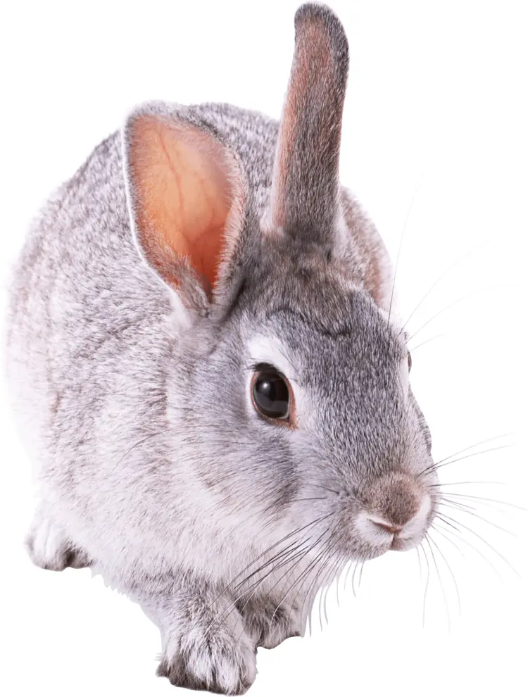Gray Rabbit with Big Ears