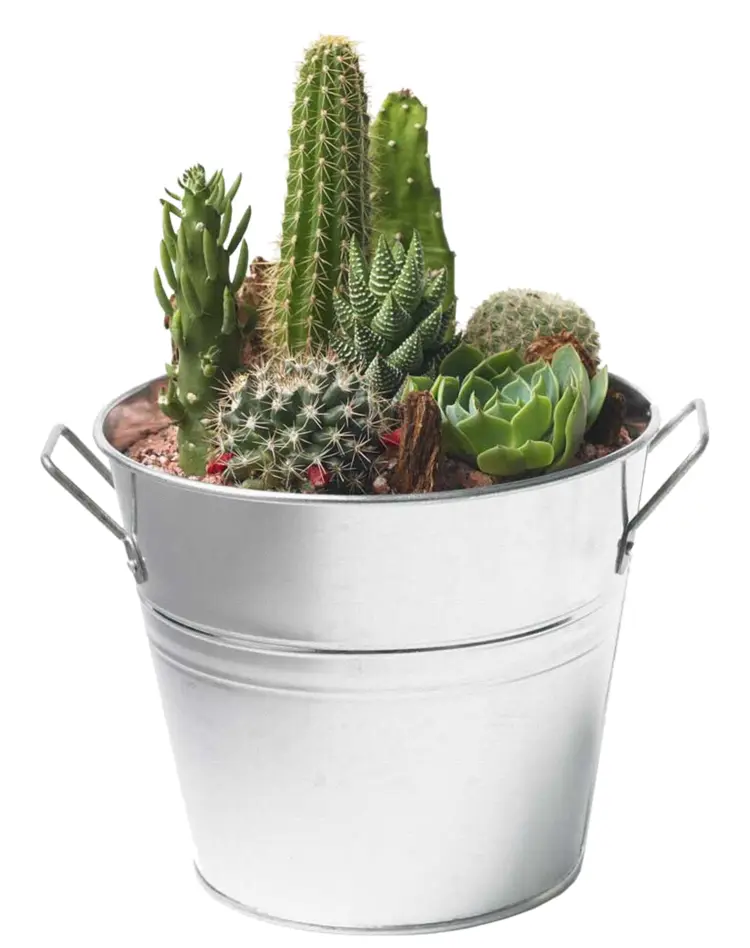 Cactus Collection in Metal Bucket