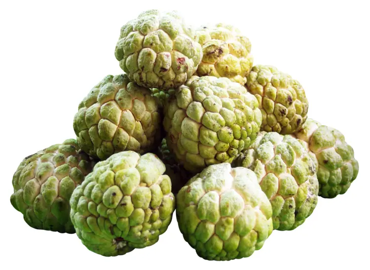 Cluster of Green Custard Apples
