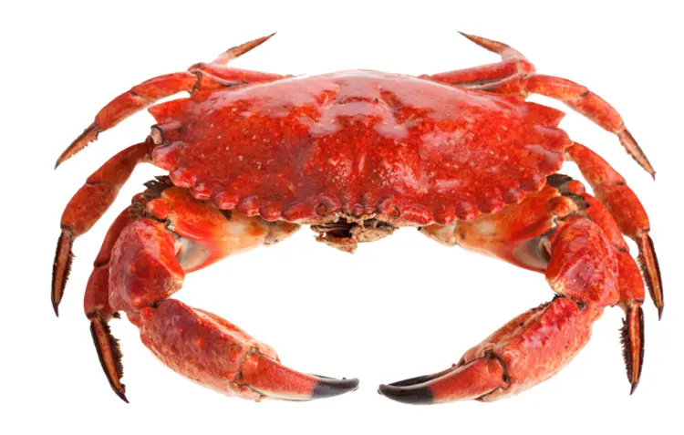 Red Crab in Marine Life