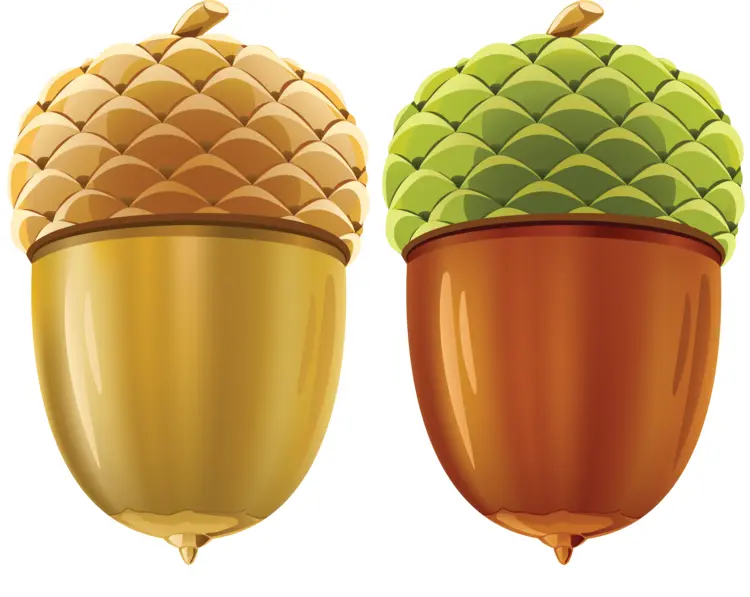 Golden and Green Acorns
