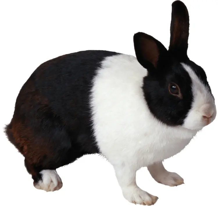 Black and White Rabbit
