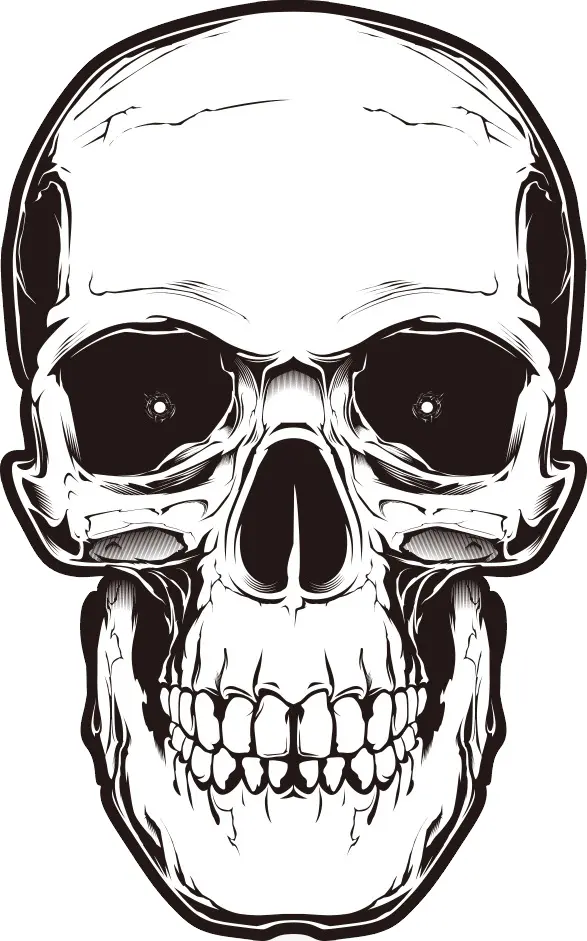 Realistic Skull Illustration