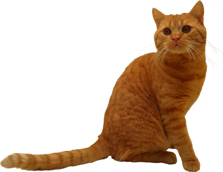Orange Cat Sitting